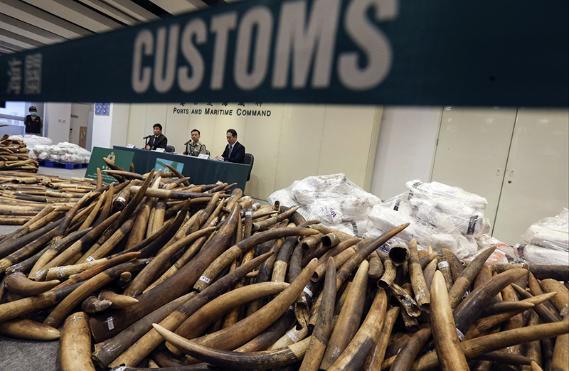 Gading Gajah selundupan di China (Foto: South China Morning Post)