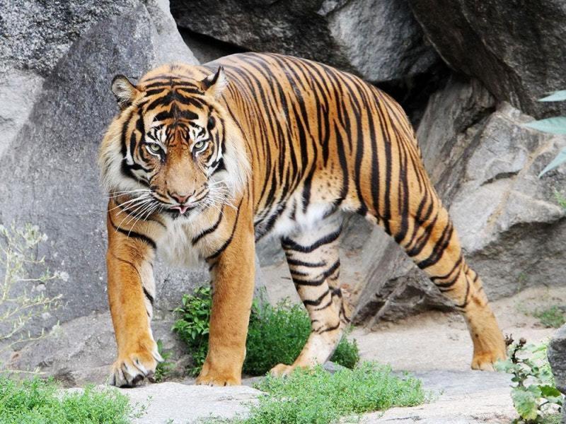 Jambi Harimau  Sumatera Tertua Tewas di Kebun Binatang 