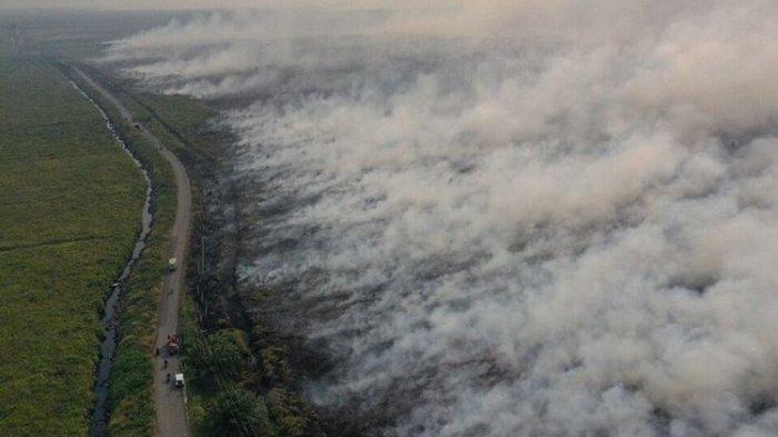Para Cukong Lahan Dituding Penyebab Kebakaran Hutan di Sumatera dan Kalimantan (Tribunnews)