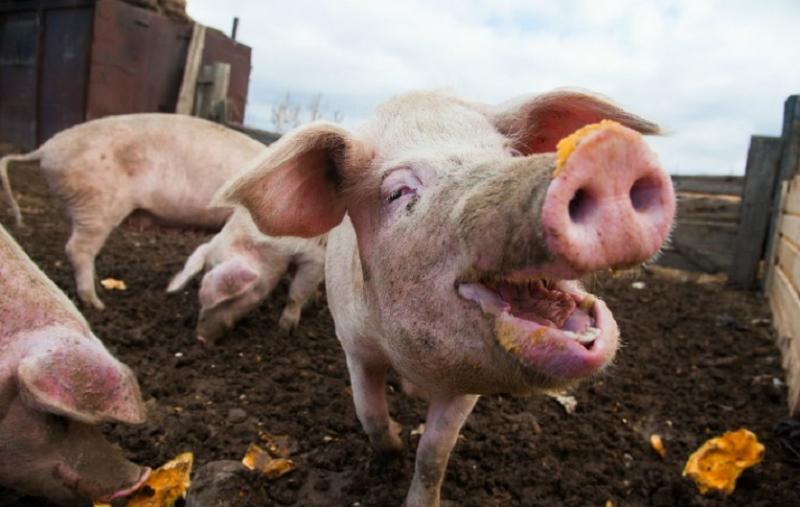 Ancaman Flu Babi Afrika Meningkat (Foto:globalmeatnews.com)