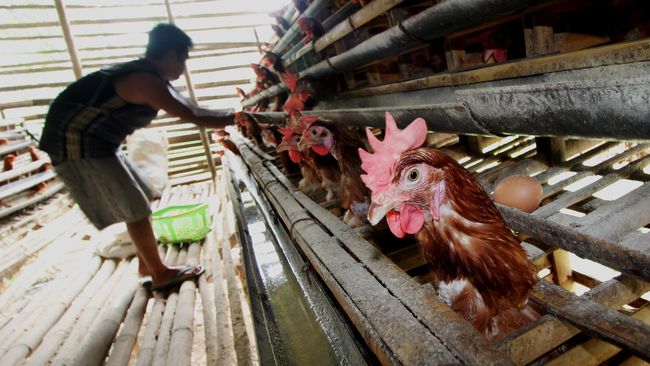 Pemerintah instruksikan pangkas produksi ayam broiler (ilustrasi: KaleoKleo)