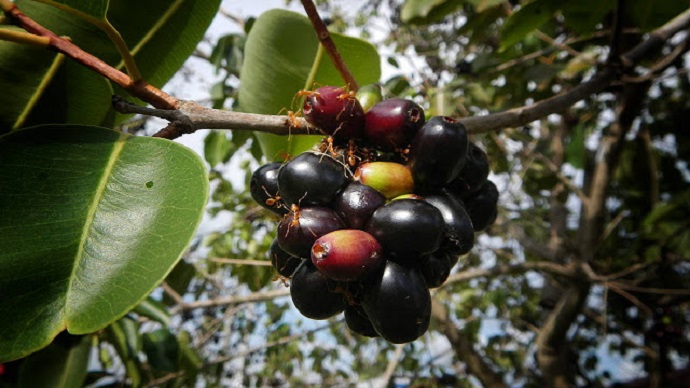Buah Jamblang Memiliki Zat Anti Kanker (Foto:Jamuin.com)
