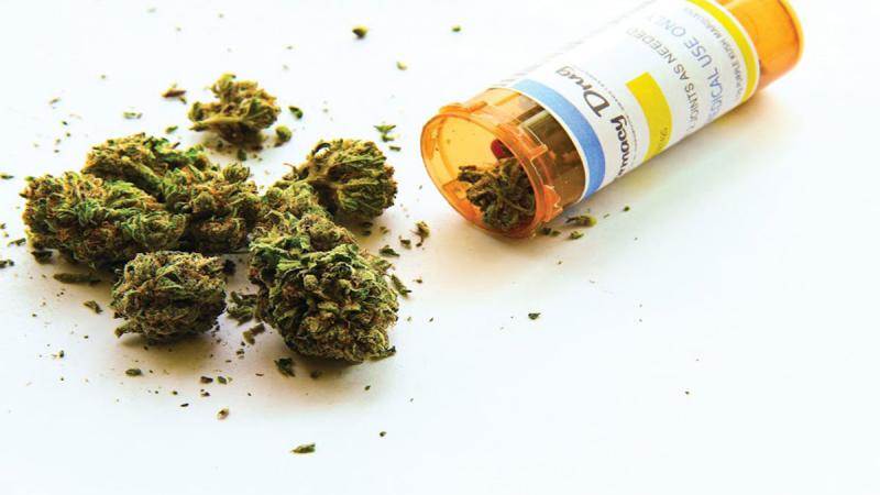 Ganja medis (Foto istimewa)