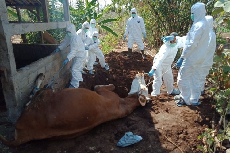 Petugas Mengubur Sapi Mati di Desa Bejiharjo, Karangmojo, Gunungkidul. (Kompas.com)