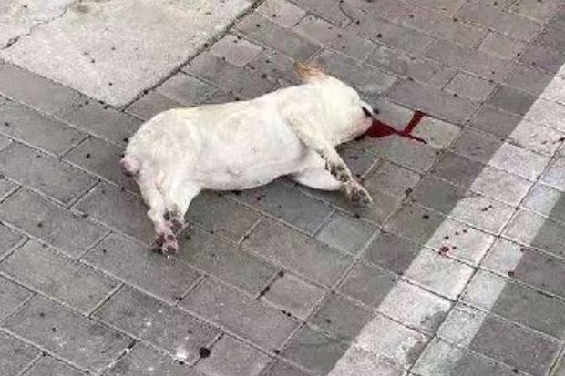 Seekor anjing mati setelah dilempar dari sebuah apartemen di China karena muncul ketakutan binatang tersebut dapat menularkan virus Corona Wuhan. (Sindonews)