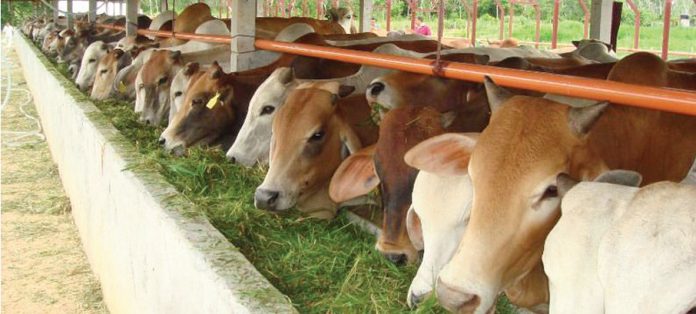Ilustrasi peternakan sapi potong (Foto:Agroindonesia)