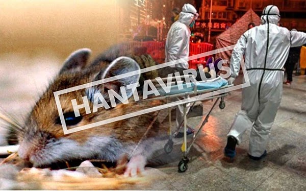Ilustrasi Hanta Virus. (Demokrasi)