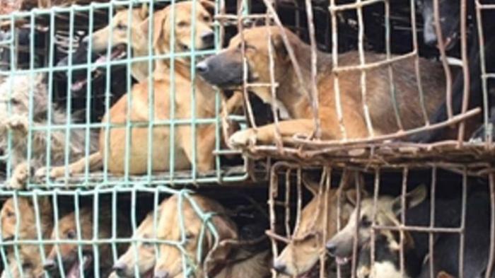Ilustrasi anjing yang akan dipotong (Tribunnews)
