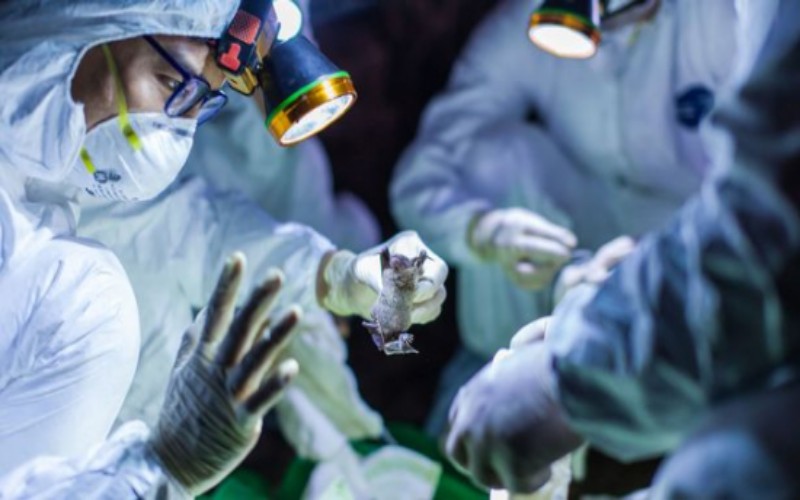 Institut Virologi Wuhan disebut pernah melakukan eksperimen virus corona pada kelelawar yang ditangkap di Yunnan | Daily Star