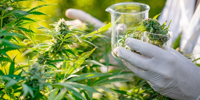 Ganja diklaim bisa sembuhkan COVID-19 (Green Entrepreneur)