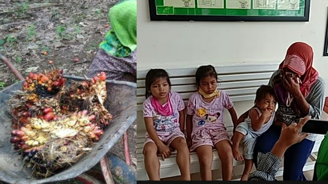 Curi Sawit & Rugikan PTPN Rp76.500, Ibu 3 Anak di Riau Ini Diadili