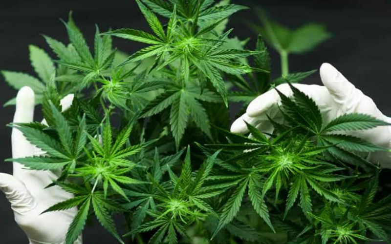 Ilustrasi Ganja. (Hello Sehat)