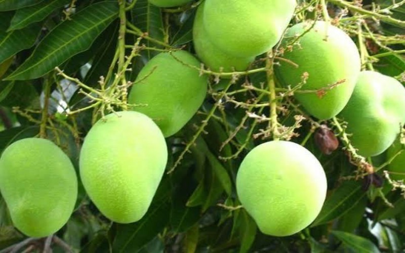 Ilustrasi Buah Mangga. (Komunitas Pengusaha)