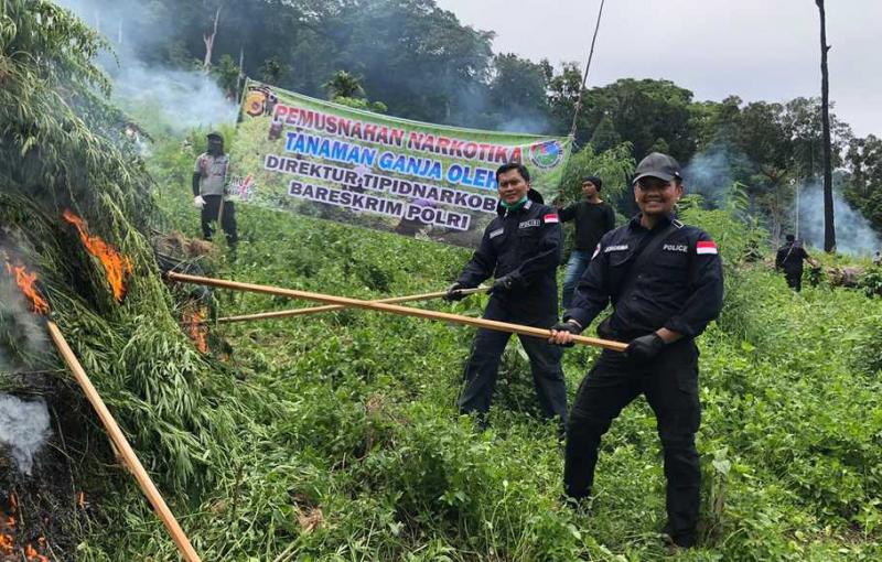 Ladang Ganja 10 Hektare di Aceh Besar (Beritasatu)
