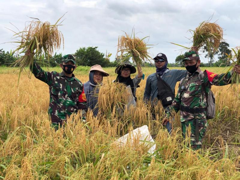 TNI melakukan kegiatan pertanian di wilayah Kalimantan Selatan (Foto:redaksi8.com)