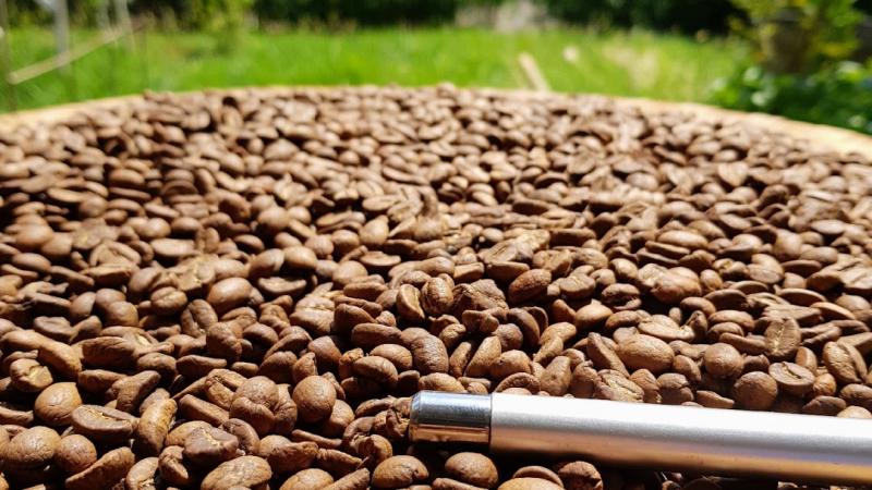 Kopi Arabika Hyang Argopuro (timesindonesia)