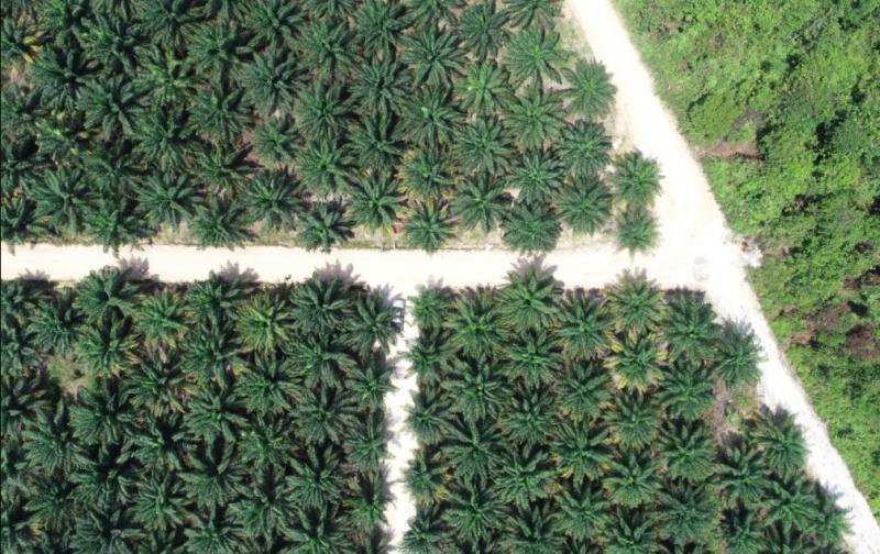 Ilustrasi kebun kelapa sawit (Foto: Sawit Watch)
