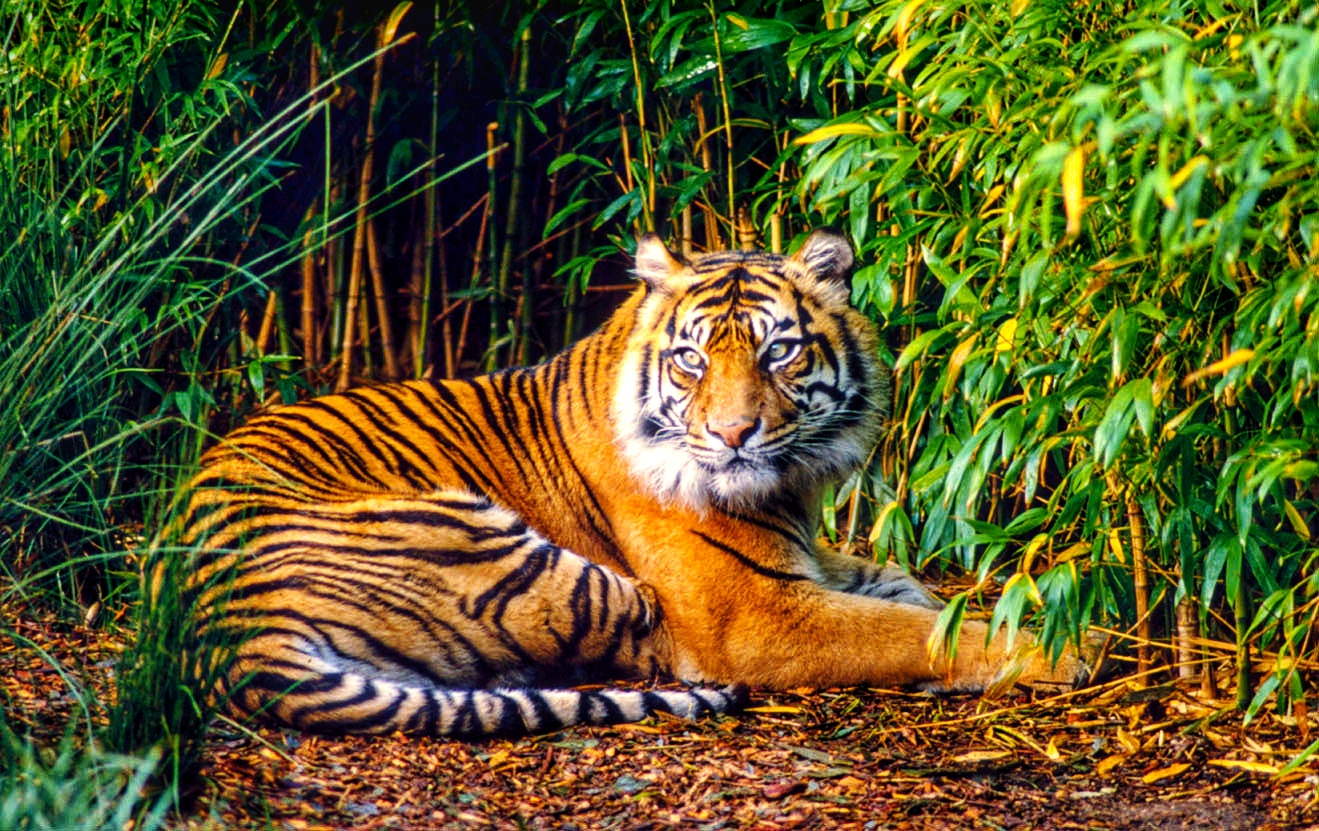 Populasi Harimau Sumatera Kian Terancam
