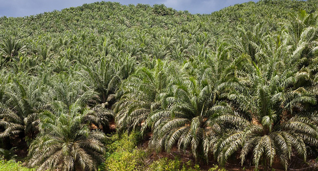 Hamparan kebun kelapa sawit (ist)