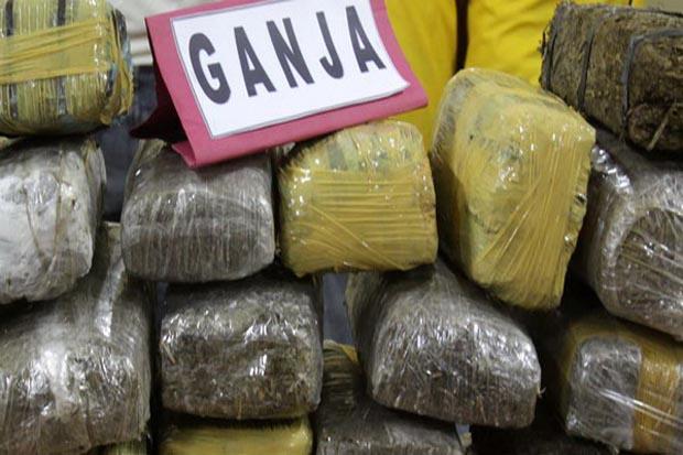 Ilustrasi Ganja (foto : sindonews.com)