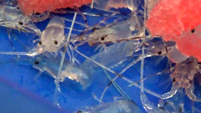 Ilustrasi Benih Lobster (mongabay)