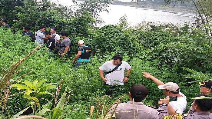 Polisi menemukan ladang ganja (Foto: Ist)