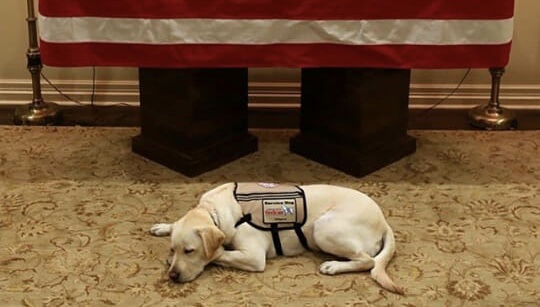 Foto Sully yang viral, saat tertidur di samping peti jenazah George HW Bush (foto: Office of George H.W. Bush/ Evan Sisley)